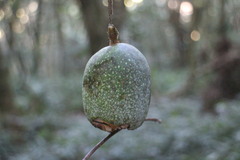 Ficus pumila awkeotsang