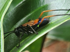 Scaphura nigra