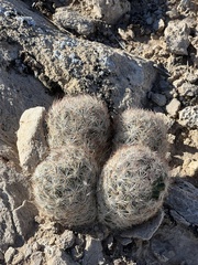 Escobaria chlorantha