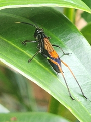 Scaphura nigra