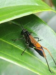 Scaphura nigra
