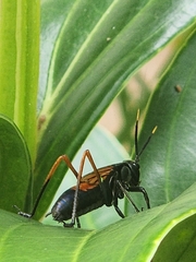Scaphura nigra