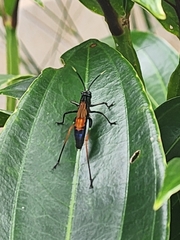 Scaphura nigra