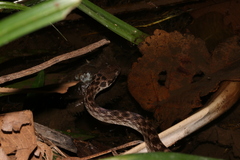 Madagascarophis meridionalis