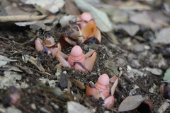 Mitrastemon yamamotoi