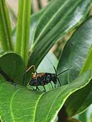 Scaphura nigra