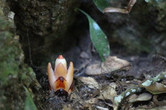 Mitrastemon yamamotoi