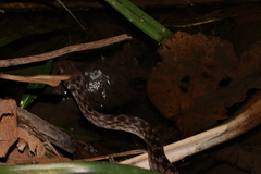 Madagascarophis meridionalis