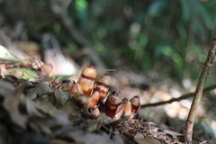 Mitrastemon yamamotoi