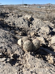 Escobaria chlorantha