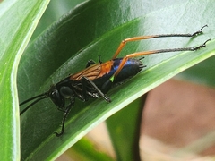 Scaphura nigra