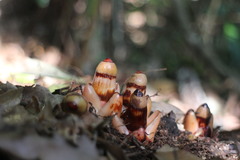 Mitrastemon yamamotoi