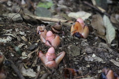 Mitrastemon yamamotoi