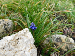Muscari
