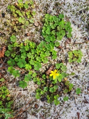 Oxalis exilis