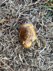 Butyriboletus