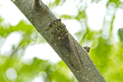 Neotibicen pruinosus