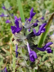 Salvia lanigera