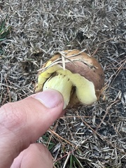 Butyriboletus