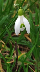 Galanthus