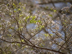 Dalbergia lanceolaria