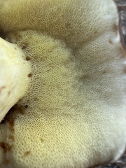 Butyriboletus