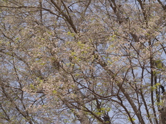 Dalbergia lanceolaria