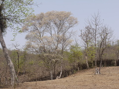 Dalbergia lanceolaria