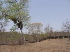 Dalbergia lanceolaria