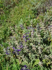 Salvia lanigera