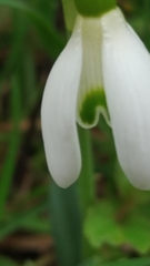 Galanthus