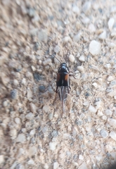 Tachinus subterraneus