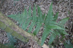 Dryopteris formosana