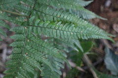 Dryopteris formosana
