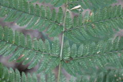 Dryopteris formosana