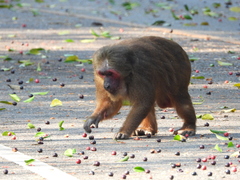 Macaca arctoides