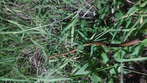 Brown Tree Snake sighting