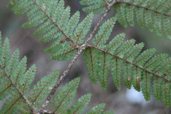 Dryopteris formosana