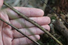 Dryopteris formosana