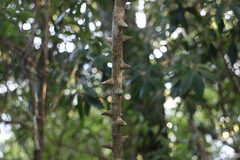 Zanthoxylum asiaticum