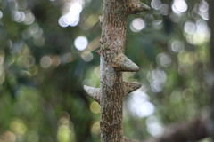 Zanthoxylum asiaticum