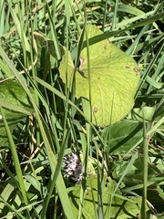 Petasites pyrenaicus