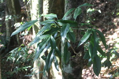 Dendropanax dentiger