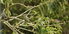 Icterus bullockii