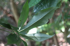 Dendropanax dentiger