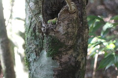 Dendropanax dentiger