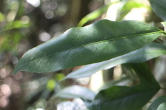 Dendropanax dentiger