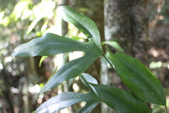 Dendropanax dentiger