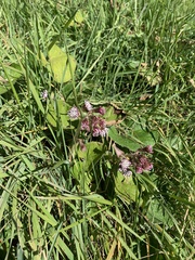 Petasites pyrenaicus