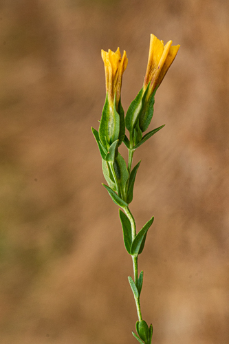 Schultesia guianensis var. latifolia image